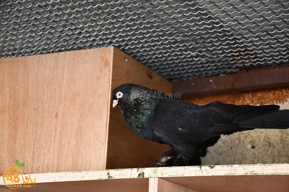 zohdi 3ashoor (53).jpeg